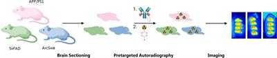 The Alzheimer's disease 5xFAD mouse model is best suited to investigate pretargeted imaging approaches beyond the blood-brain barrier